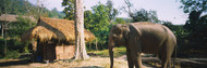 Elephant Chiang Mai Thailand