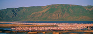 Flock of Birds Lake Bogoria