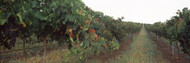 Grape Vines Mount Majura Vineyard