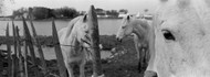 Horses Camarque France