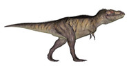 Tyrannosaurus Rex, White Background