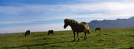 Icelandic Horses in Field