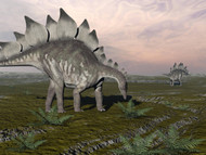 Stegosaurus Dinosaurs Grazing On Plants