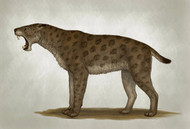 Homotherium Latidens, A Big Sabertooth Cat Of The Pliocene Epoch