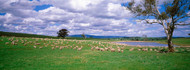 New South Wales Grazing Sheep