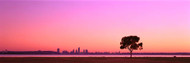 Perth Morning Skyline with Tree