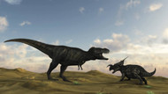 An Einiosaurus Is Confronted By A Tyrannosaurus Rex