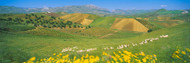 Sheep in Sicily