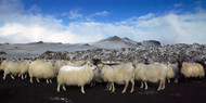Sheep on Mountain Iceland