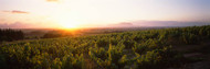 Sunset over a Vineyard Cape Winelands