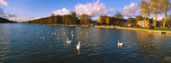 Swans at Versailles