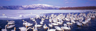 Swans on Lake Kussharo