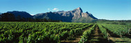 Vineyard with Groot Drakenstein mountains