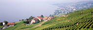 Vineyards Lausanne Lake Geneva