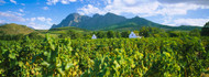 Wine Estates Babylons Torren