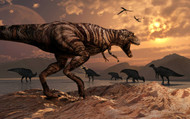 A T-Rex Plans His Attack On A Herd Of Parasaurolophus Dinosaur