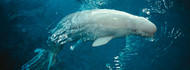 Beluga Whale Shedd Aquarium