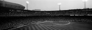 Cellular Field Black and White