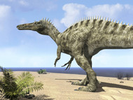 A Carnivorous Suchomimus Wanders A Beach On The Ancient Tethys Ocean