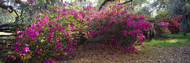 Flowers in a Garden Charleston