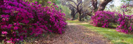 Flowers Magnolia Plantation and Gardens Charleston