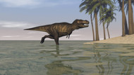 Tyrannosaurus Rex Hunting In Shallow Water I