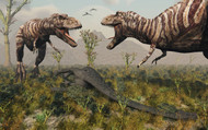 Confrontation Between A Pair Of T Rex Dinosaurs Over A Dead Sauropod I