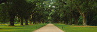 Oak Trees on Path Charleston