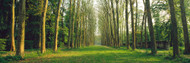 Trees at Versailles France