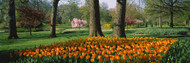 Tulip Flowers in a Sherwood Gardens Baltimore