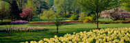 Tulips in Sherwood Gardens Baltimore