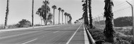 Palm Trees Along A Road San Diego