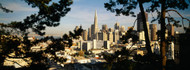San Francisco High Angle View Through Trees