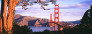 Golden Gate Bridge San Francisco with Tree