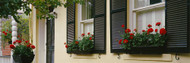 Window Boxes Savannah Georgia