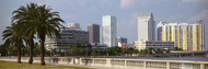 Tampa Skyline with Palm Trees