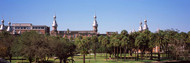 Trees on University of Tampa Campus