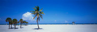 Palm Trees on Beach  Miami