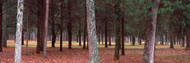 Trees Chickamauga Chattanooga Military Park
