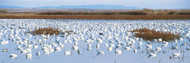 Snow Geese in Lake