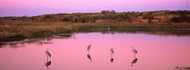 Sandhill Cranes in Pond