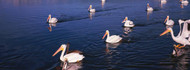 American White Pelicans in Lake