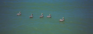 Five Pelicans in Water