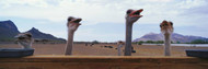 Ostriches on Farm
