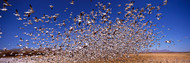 Flock of Flying Snow Geese
