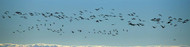 Geese Flying Over Sea