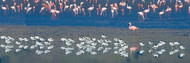 Avocets and Flamingos in Water