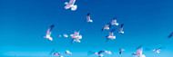 Birds in Flight Flagler Beach FL