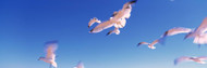 Seagulls over Atlantic Ocean