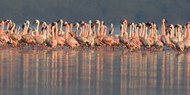 Lesser Flamingos in Water